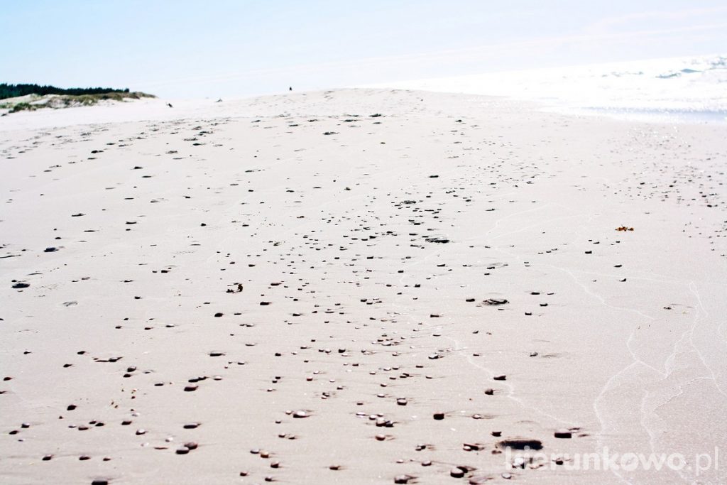 wydma czołpińska i larania morska w Czołpinie