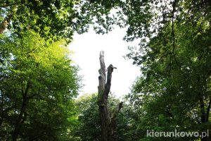 grabina wielkopolski park narodowy