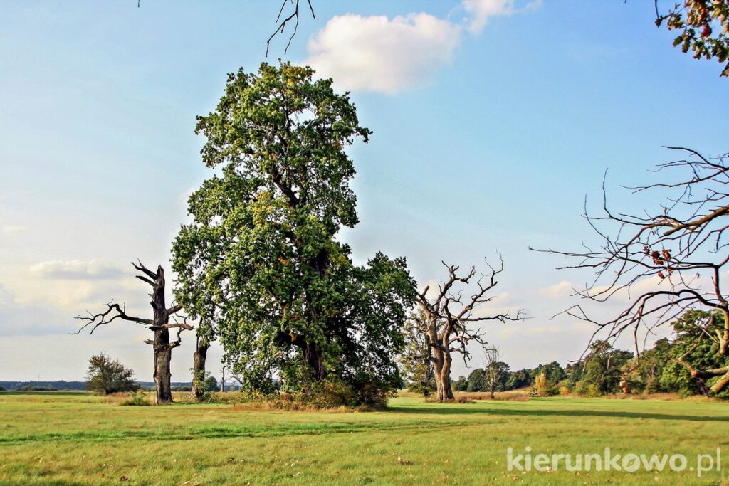 rogaliński park krajobrazowy starodrzew łegi nadwarciańskie