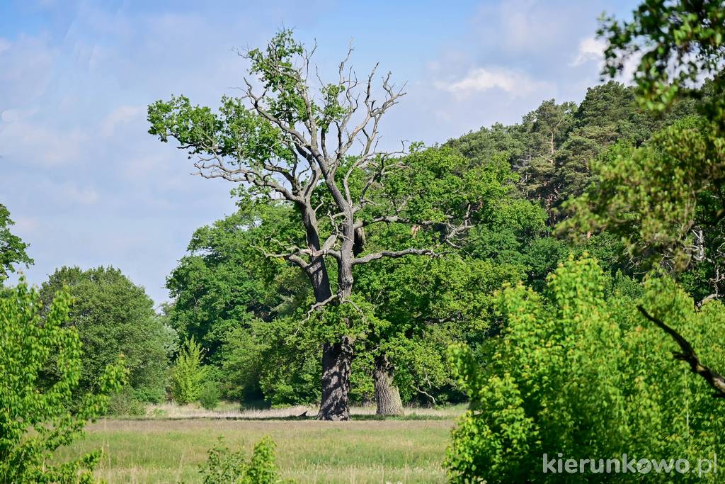 Rogaliński Park Krajobrazowy to jeden z 14. parków na terenie Wielkopolski