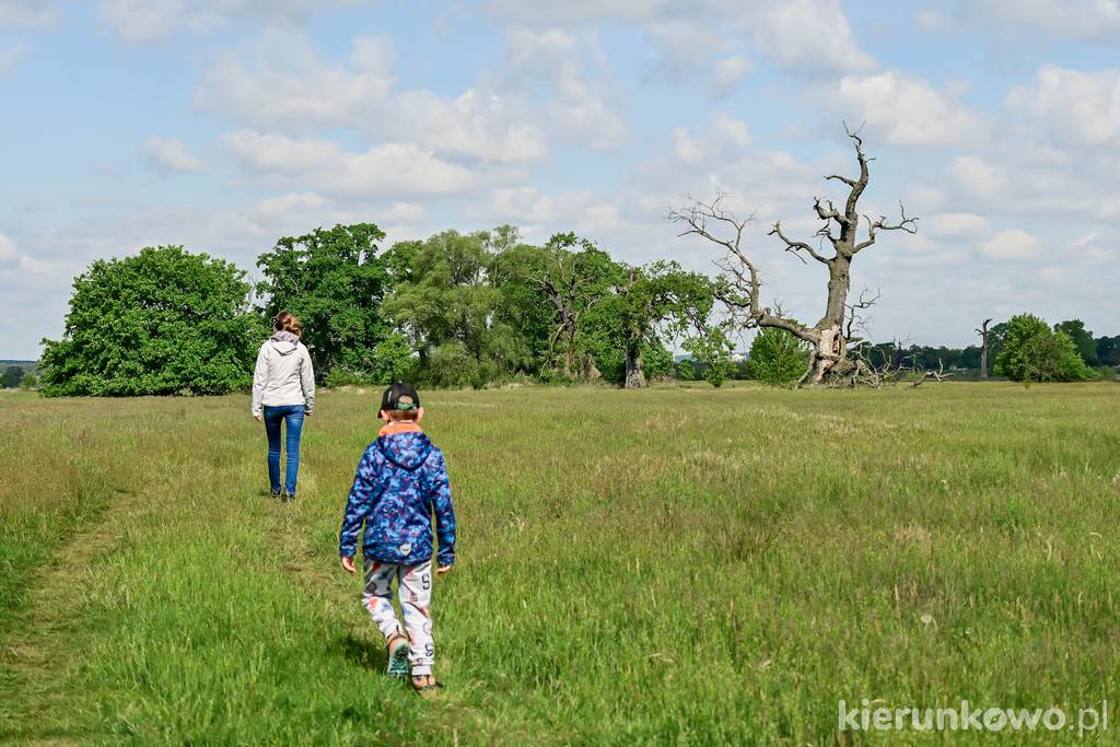 Rogaliński Park Krajobrazowy to doskonałe miejsce na rodzinną wędrówkę wśród przyrody