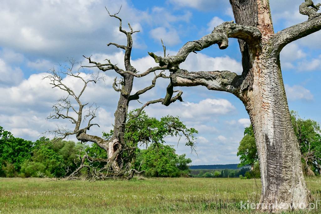 Niemalże apokaliptyczna sceneria to jeden z wyróżników Rogalińskiego PK