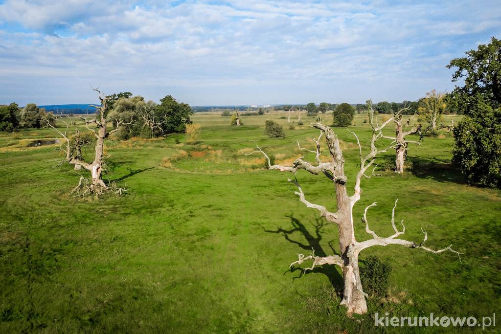 Rogaliński Park Krajobrazowy (widok z drona)