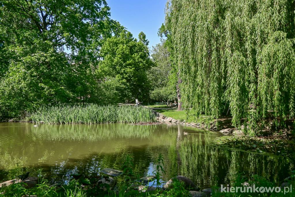 Staw w parku Kazimierza Wielkiego w Bydgoszczy