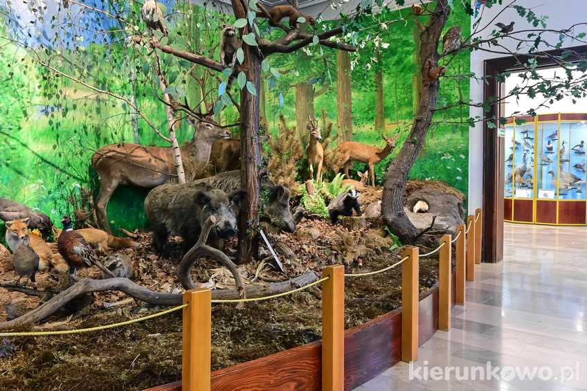 Wnętrza Muzeum Wielkopolskiego Parku Narodowego w Jeziorach