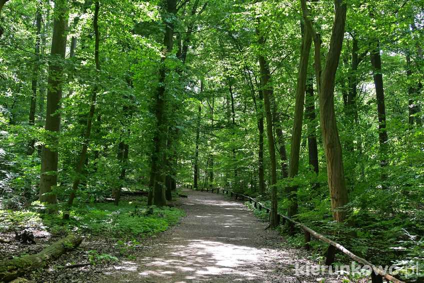 Pomnikowy grąd w obrębie rezerwatu "Grabina" Wielkopolski Park Narodowy