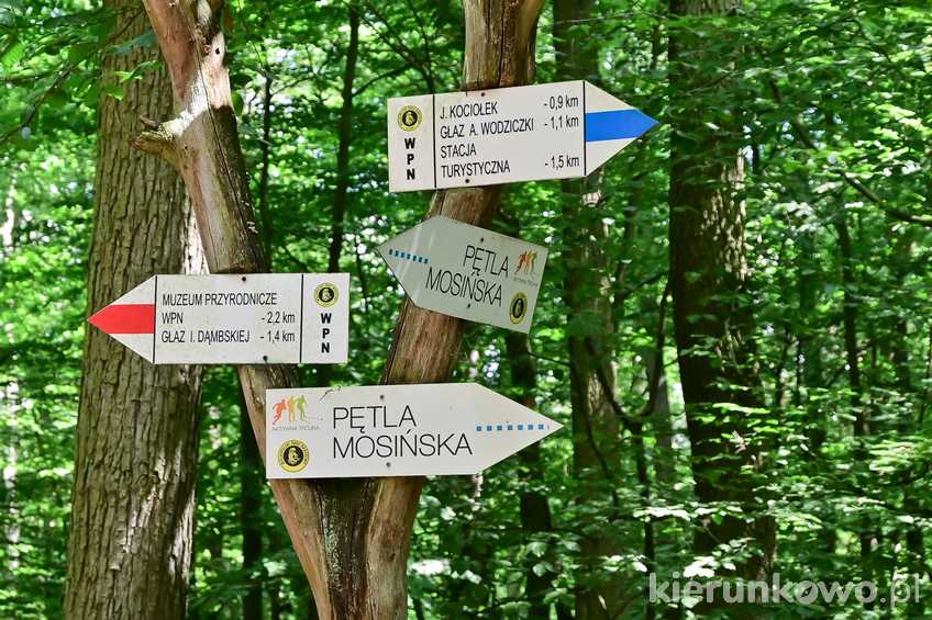 Skrzyżowanie szlaków w Wielkopolskim Parku Narodowym co warto zobaczyć