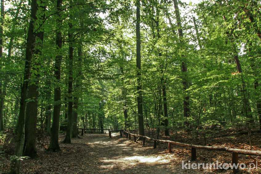 Czerwony szlak turystyczny przebiegający przez rezerwat "Grabina" Wielkopolski Park Narodowy