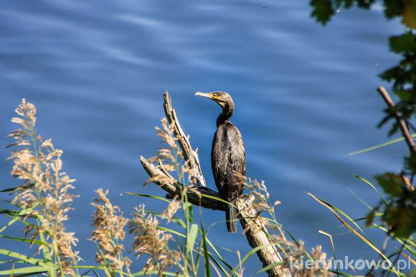 Kormoran w Wielkopolskim Parku Narodowym