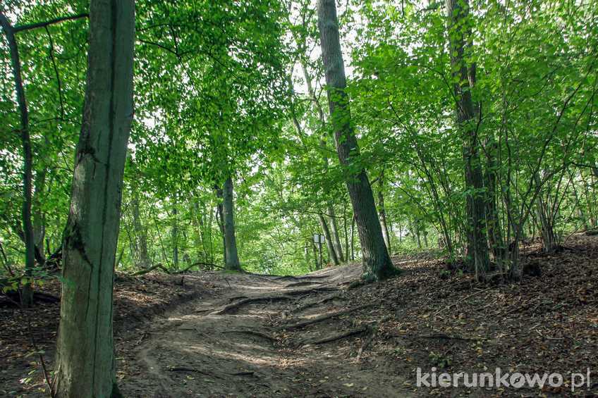 Wielkopolski Park Narodowy to żywe muzeum form polodowcowych: moren, pagórków, ozów, jezior - na zdjęciu jedno z podejść na szlaku
