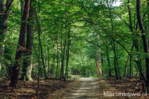 Rezerwat "Grabina" - tutaj rośnie najstarszy las parku wielkopolski park narodowy