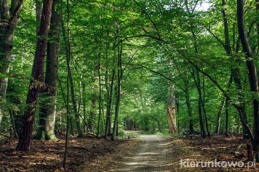 Rezerwat "Grabina" - tutaj rośnie najstarszy las parku