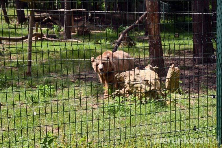 nowe zoo w poznaniu zoo poznań ogróf zoologiczny w poznaniu