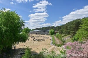 poznań atrakcje nowe zoo poznań ogród zoologiczny w poznaniu nowe zoo w poznaniu