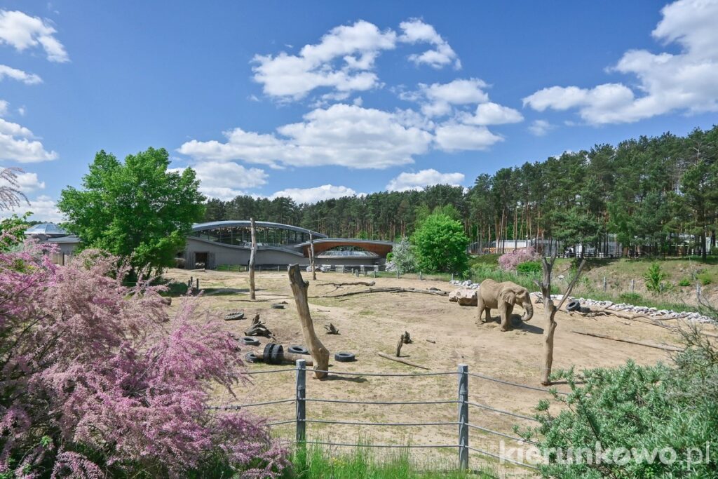 nowe zoo w poznaniu słoniarnia i wybieg słoni