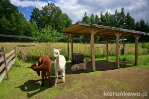 alpaki w karkonoszach wybieg w szklarskiej porębie