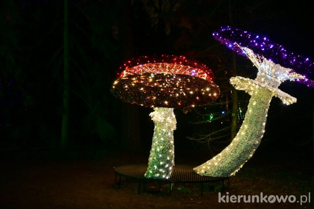 park iluminacji w poznaniu grzyby