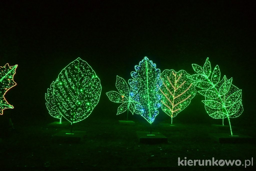 Magiczny Las w Poznaniu Lumina Park