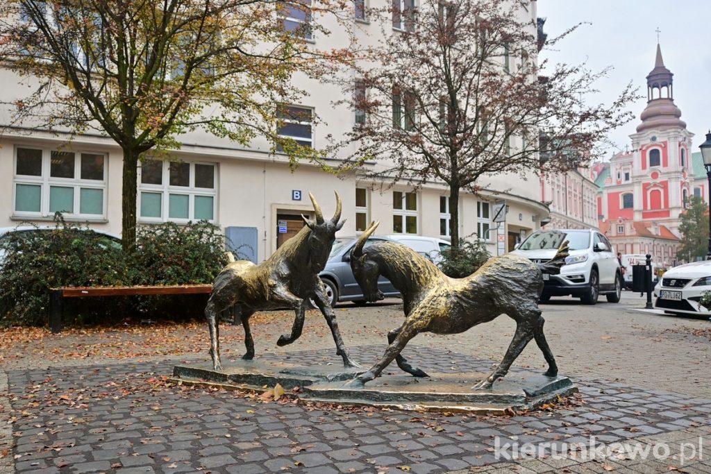 koziołki poznańskie plac kolegiacki rzeźba poznań