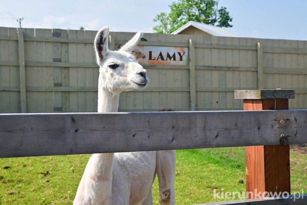 lamy lama donkeyszot mini zoo rogozina w rogozinie
