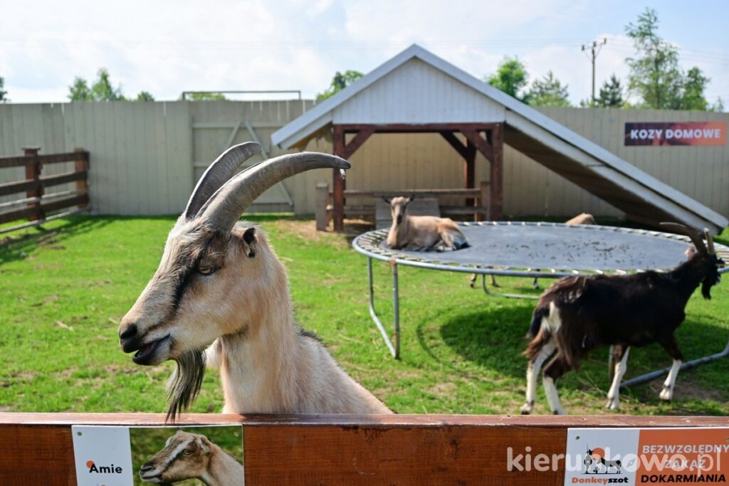 donkeyszot mini zoo rogozina w rogozinie kozy domowe trampolina