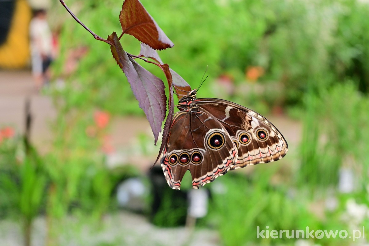 motylarnia niechorze latarnia motyle egzotyczne latające swobodnie