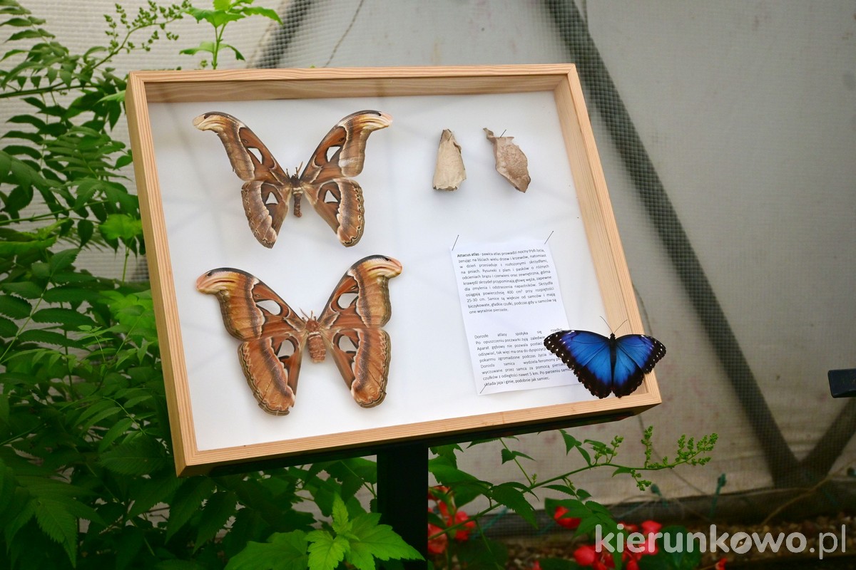motylarnia niechorze latarnia motyle egzotyczne latające swobodnie