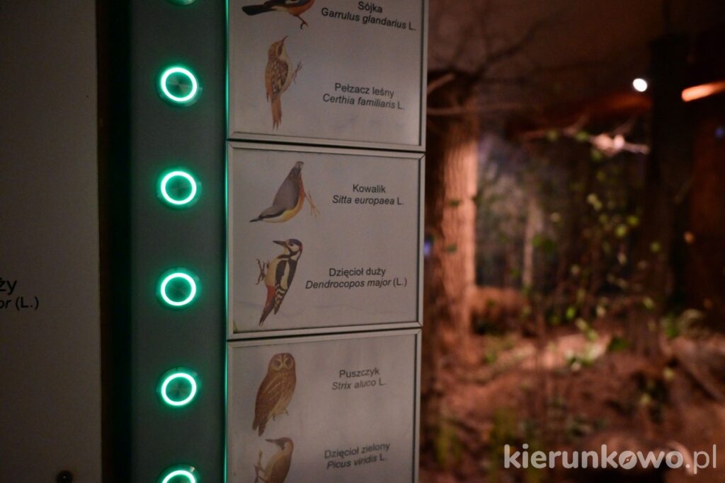 muzeum leśnictwa w gołuchowie odgłosy zwierząt atrakcje powozownia przyrodnicze podstawy leśnictwa