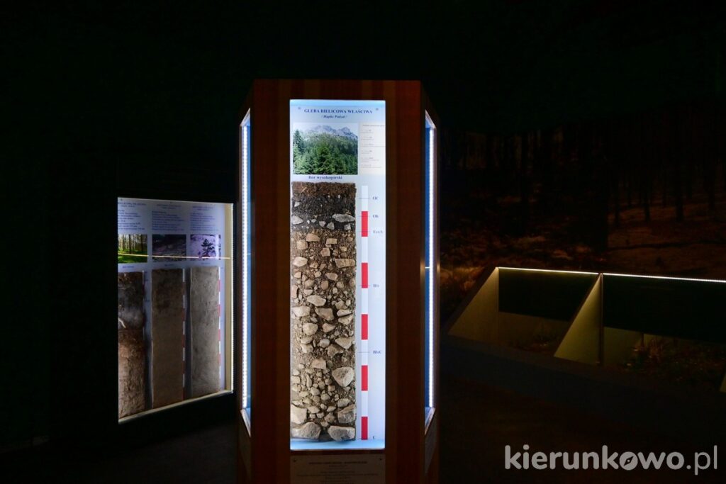 muzeum leśnictwa w gołuchowie gołuchów atrakcje powozownia przyrodnicze podstawy leśnictwa