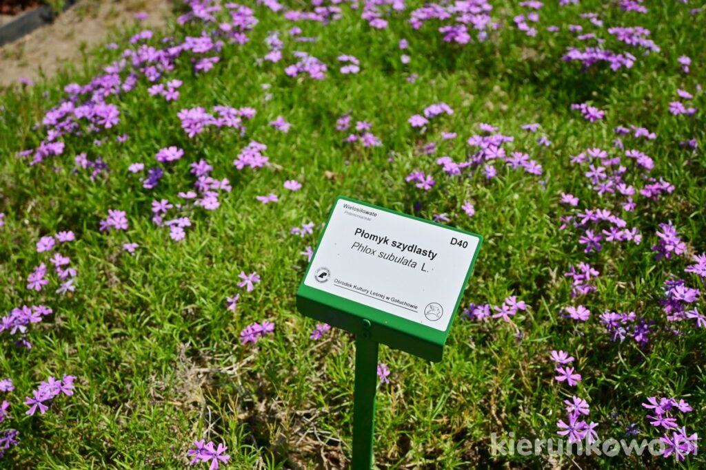 ogród ziołowo-kwiatowy w gołuchowie płomyk szydlasty