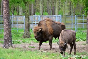 żubry w gołuchowie