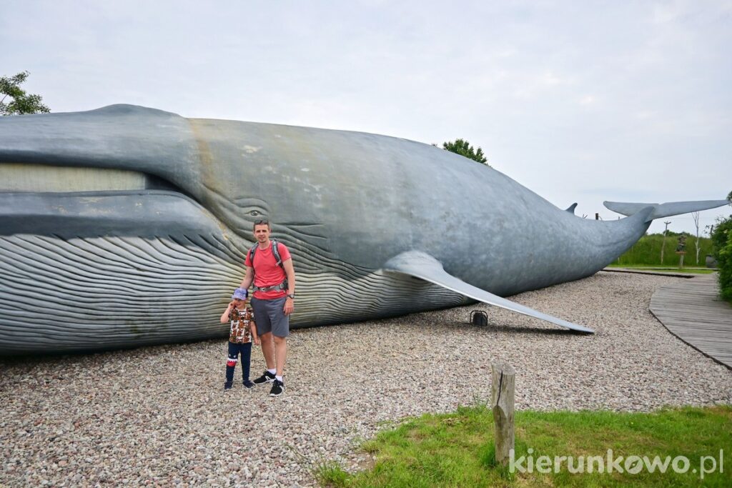 rewal park wieloryba