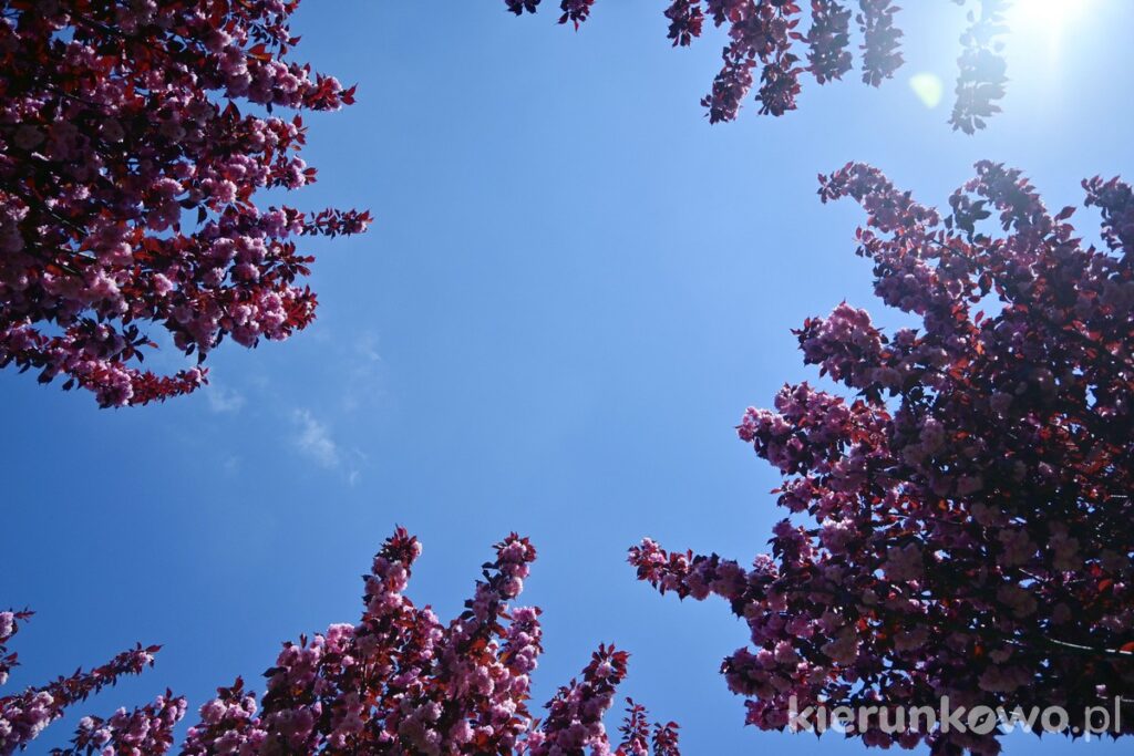 kwitnące drzewa niebo różowe park miejski