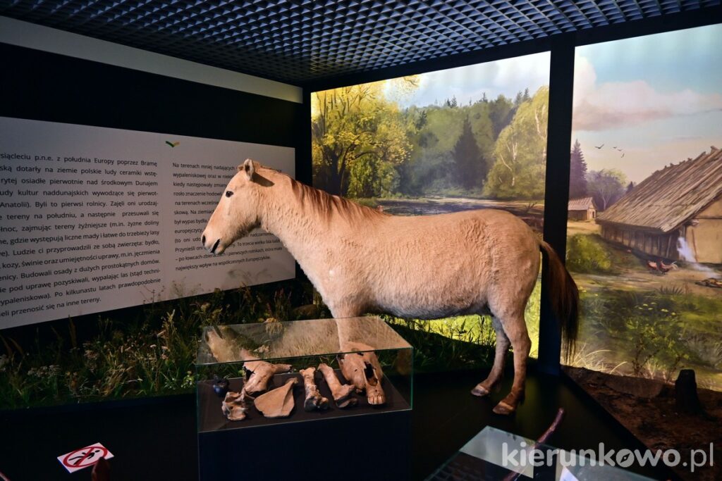 eksporyzcja koń muzeum szreniawa