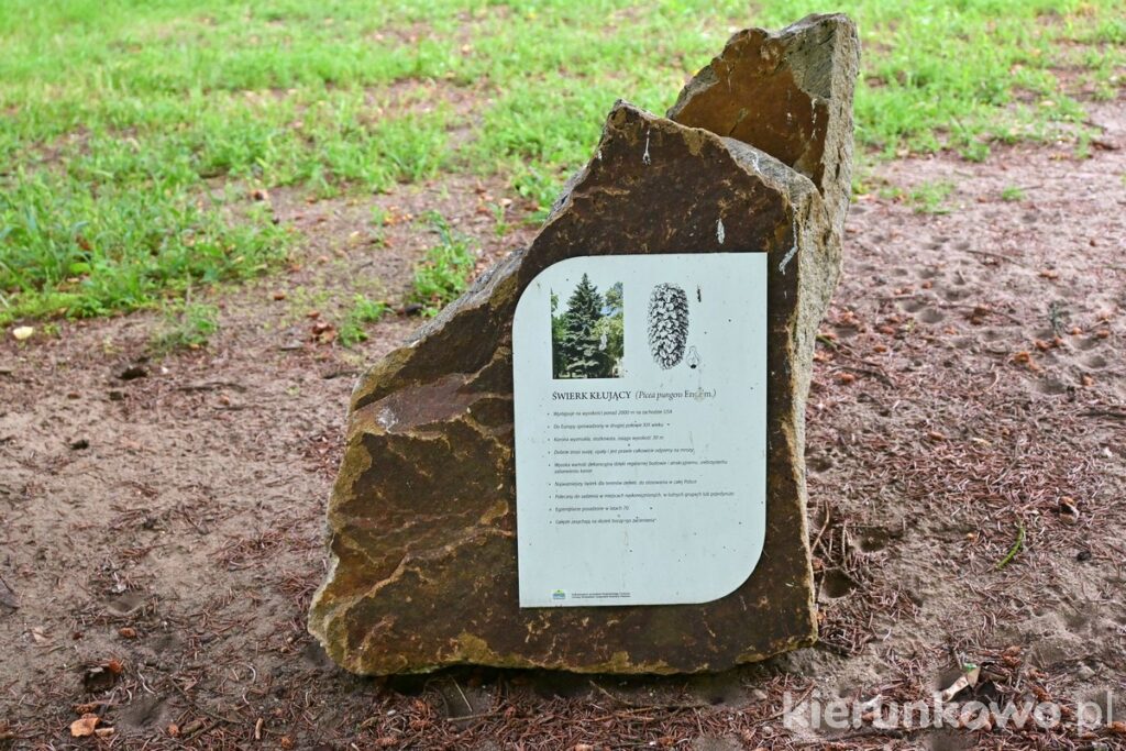 informacja turystyczna drzewa opis szreniawa muzeum