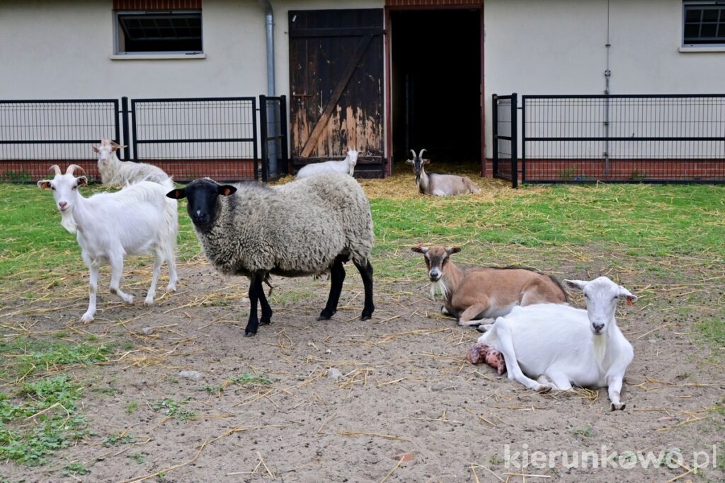 obora wybieg owce muzeum narodowe rolnictwa i przemysłu rolno-spożywczego w szreniawie
