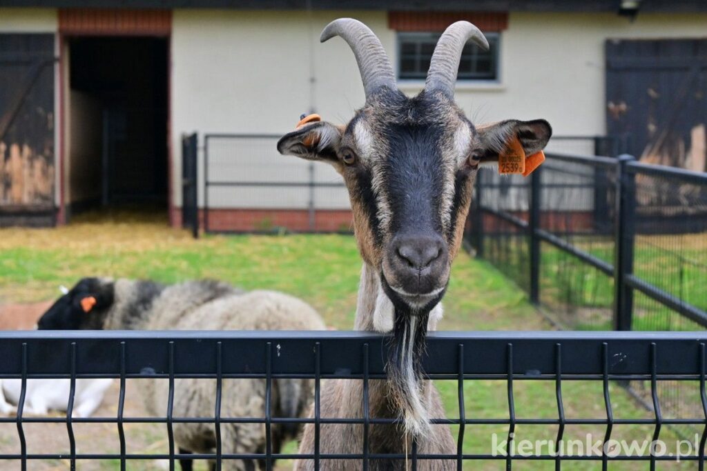 muzeum rolnictwa w szreniawie wybieg koza