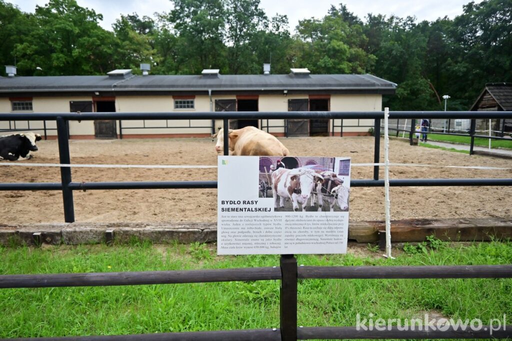 muzeum rolnictwa w szreniawie wybieg krów bydła