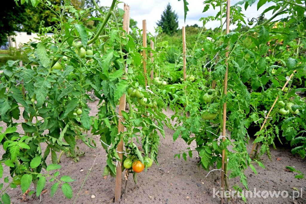 muzeum rolnictwa uprawy warzywniak pomidory