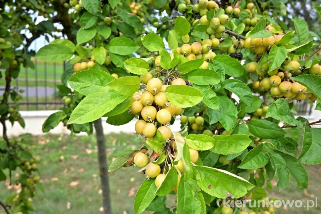 drzewa owocowe muzeum szreniawa