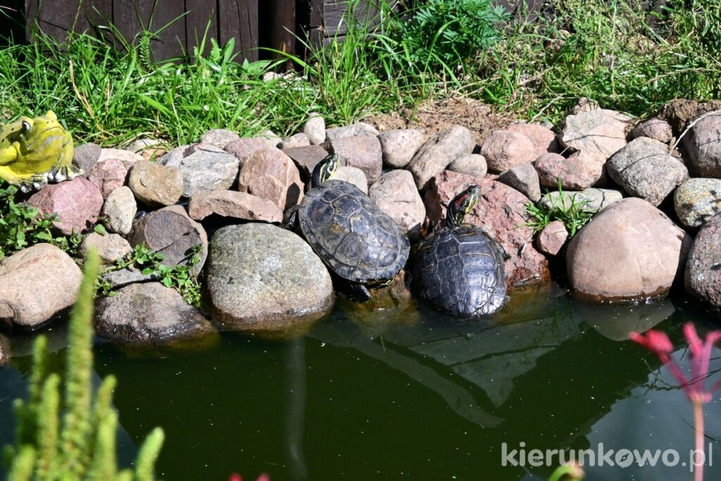 żółwie muzeum osieczna wiatraki