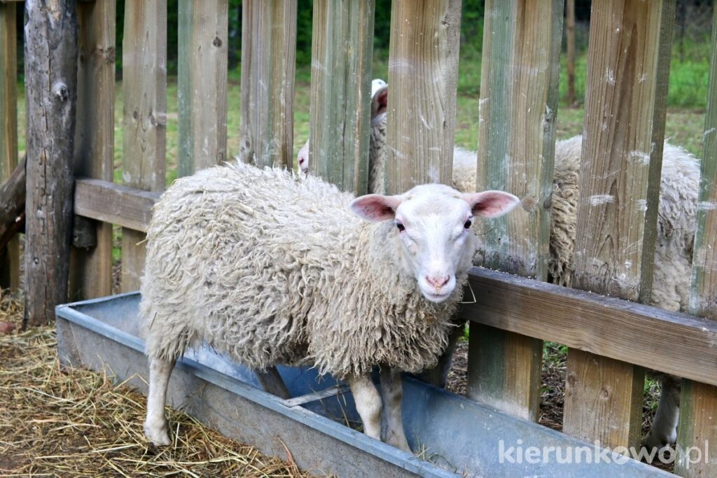 wybieg dla owiec muzeum wiatraki osieczna
