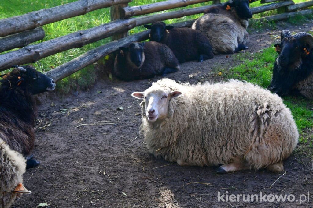owce skansen zagroda