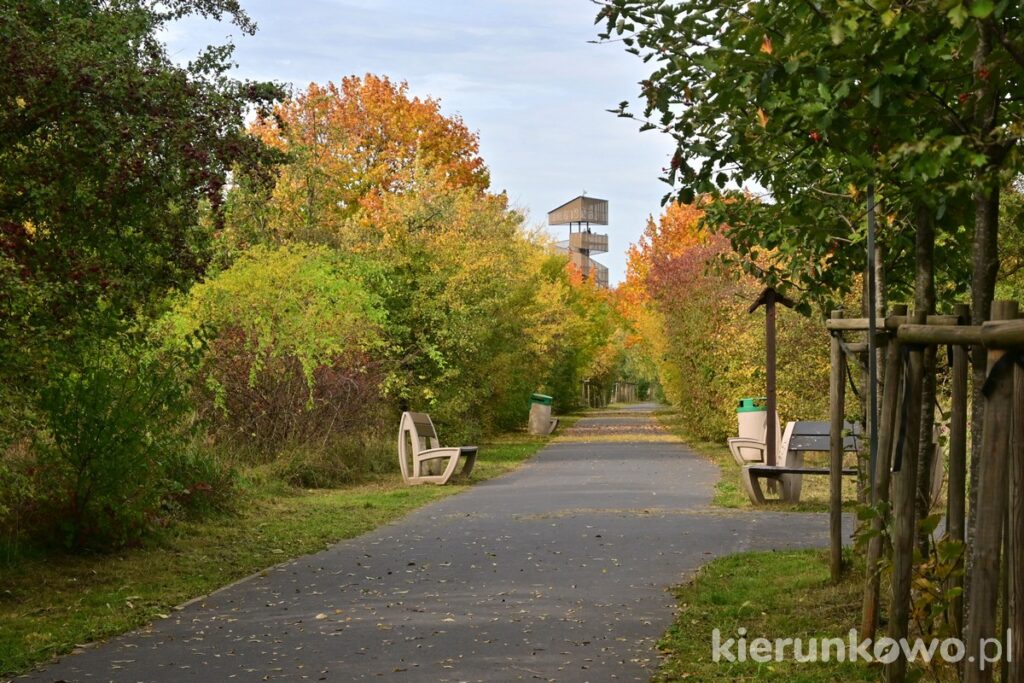 park szachty w poznaniu aleja ścieżka rowerowa spacer jesień kolorowe liście złota polska