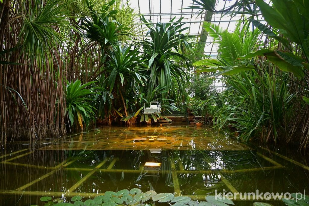 palmiarnia w poznaniu palmiarnia poznańska roślinność wnętrza rośliny wodne