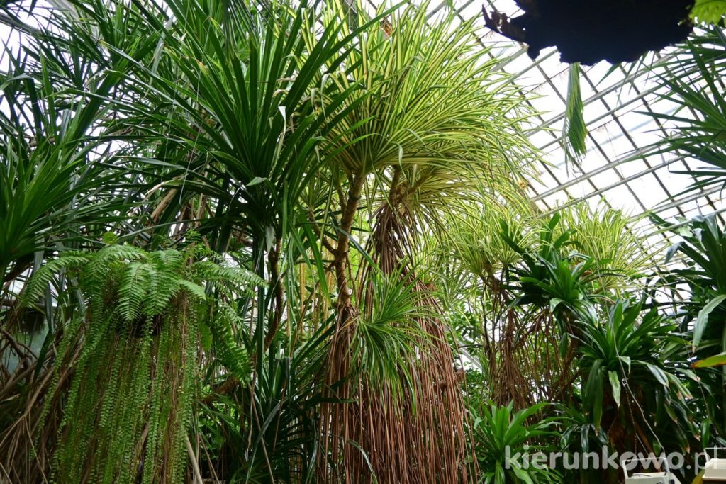 palmy rośliny tropikalne w poznaniu