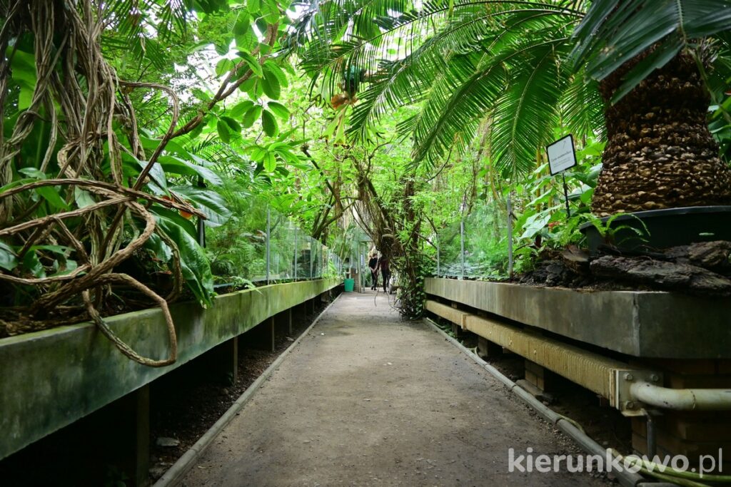 palmiarnia w poznaniu palmiarnia poznańska roślinność tropikalna zwiedzanie ścieżka
