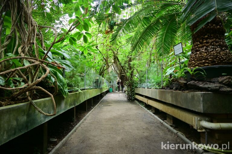 palmiarnia w poznaniu palmiarnia poznańska roślinność tropikalna zwiedzanie ścieżka poznań atrakcje