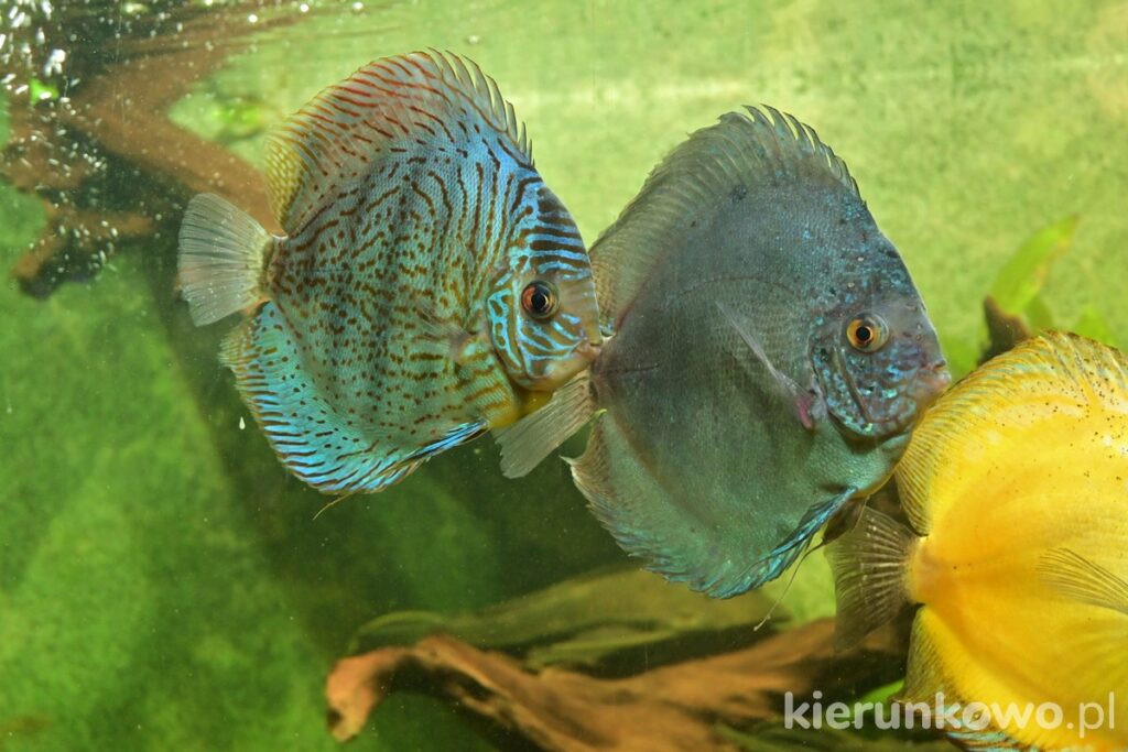 akwarium palmiarnia poznań rybki