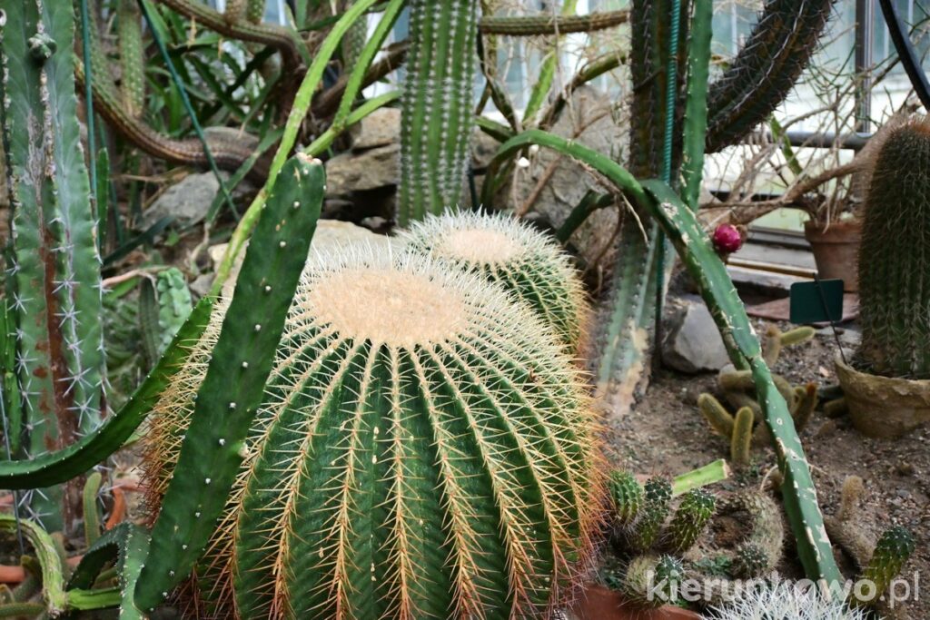 kaktus igły sukulenty poznań